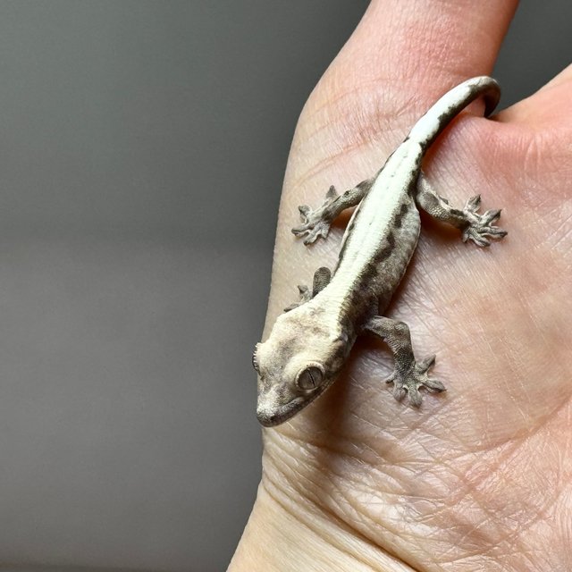 슈퍼세이블 릴리