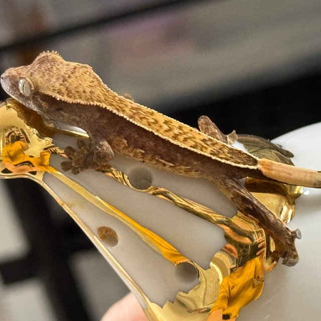 노멀 핀스트라이프 풀핀