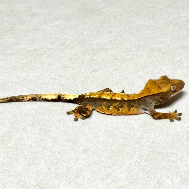 트라이 익스트림할리퀸 할로윈