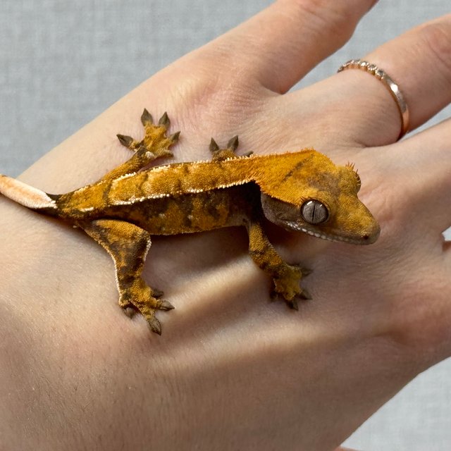 노멀 트라이 익스트림할리퀸 텐저린