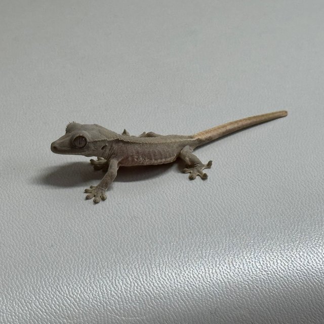 레드 팬텀 릴리화이트