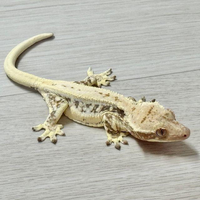 릴리화이트 트라이