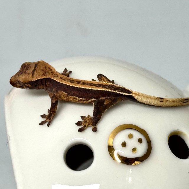 슈퍼스트라이프 엠티백