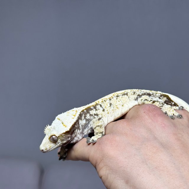 노멀 화이트 드리피