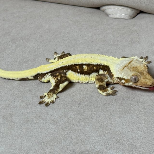 릴리화이트 트라이