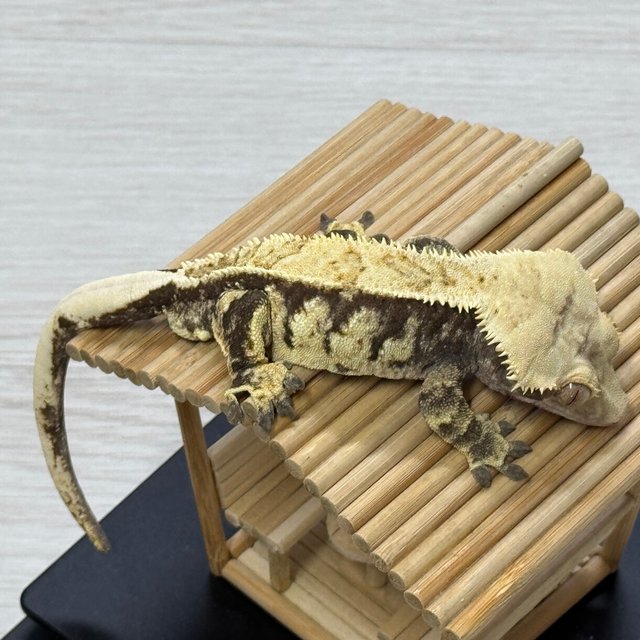 노멀 트라이 익스트림할리퀸