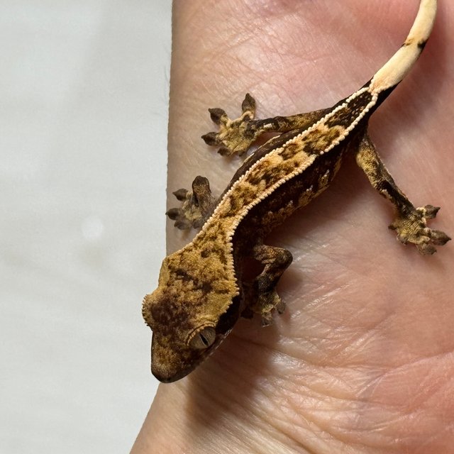 노멀 트라이 풀핀