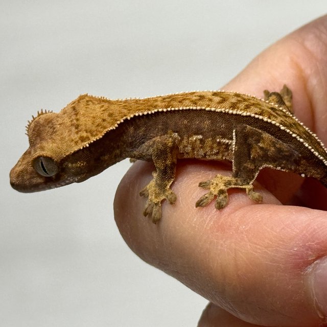 노멀 화이트핀 트라이