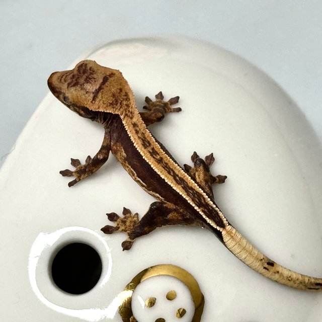 슈퍼스트라이프 엠티백