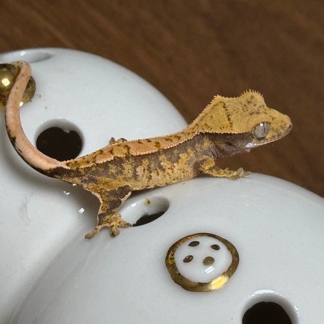 노멀 트라이 익스트림할리퀸 화이트스팟