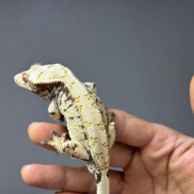 노멀 화이트 드리피