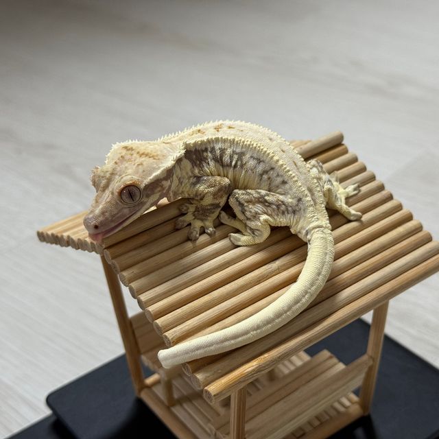 릴리화이트 트라이
