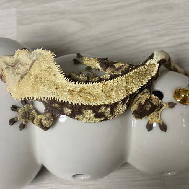 노멀 트라이 익스트림할리퀸