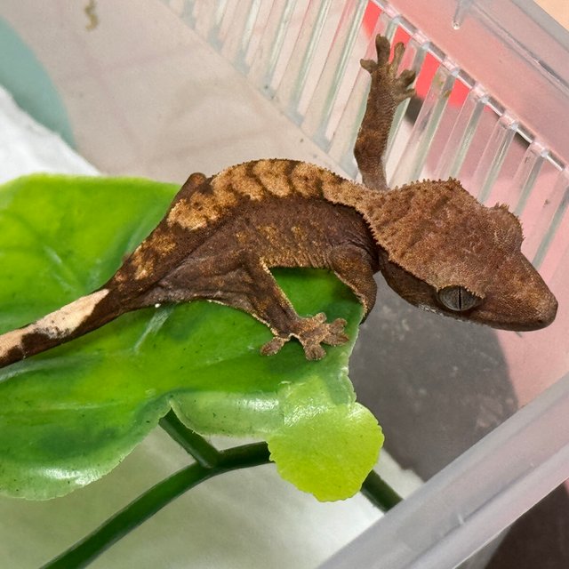 100%헷아잔틱 노멀