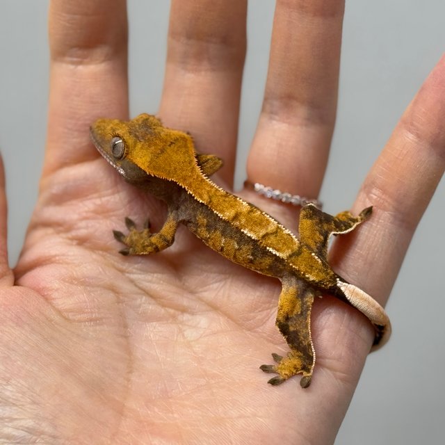 노멀 트라이 익스트림할리퀸 텐저린