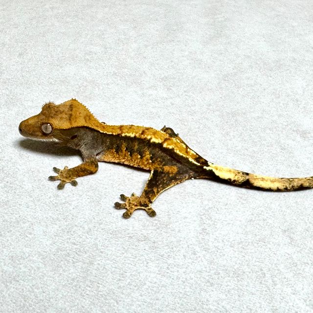 트라이 익스트림할리퀸 할로윈