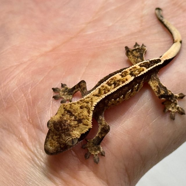 노멀 트라이 풀핀