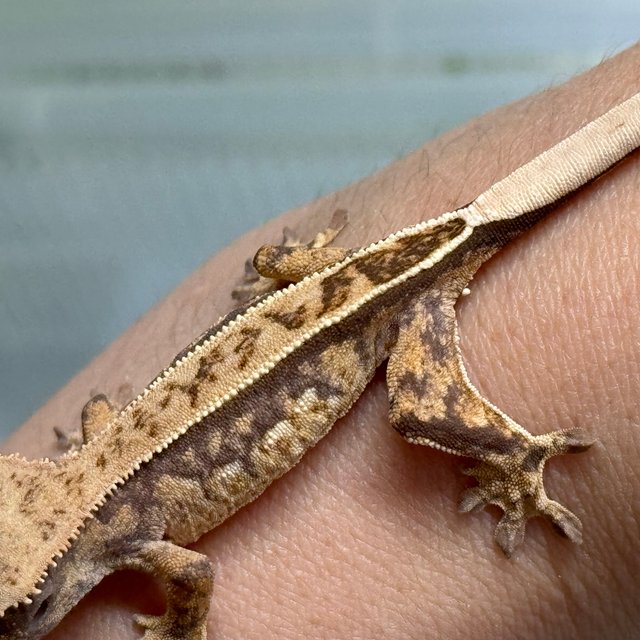 노멀 쿼드 풀핀