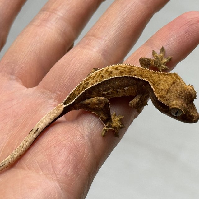 노멀 화이트핀 트라이