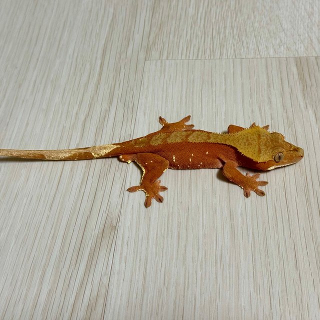 레드 바이 화이트포트홀