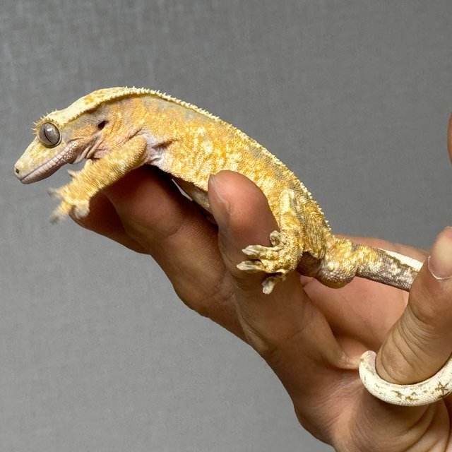 노멀 트라이 익스트림할리퀸 텐저린