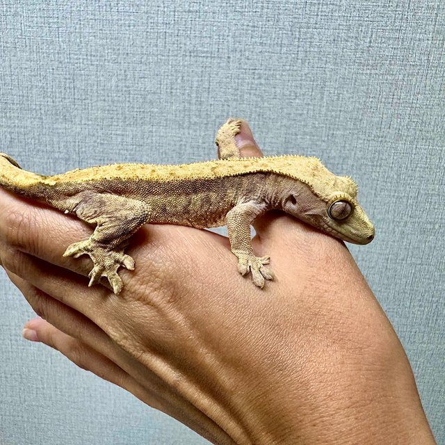 트라이 익스트림할리퀸 솔리드백