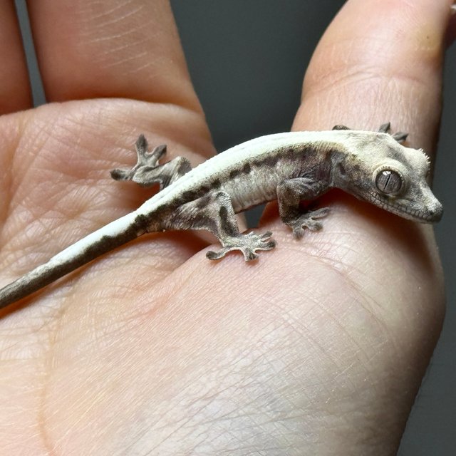 슈퍼세이블 릴리