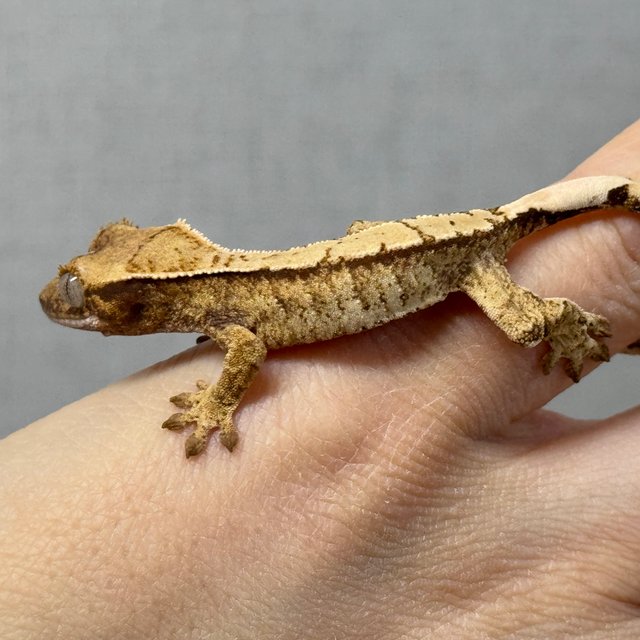 노멀 화이트 드리피