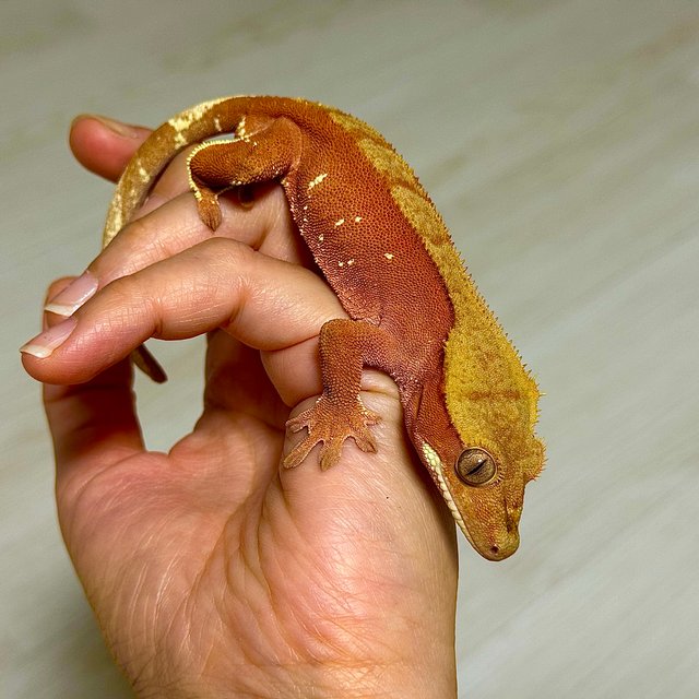 레드 바이 화이트포트홀