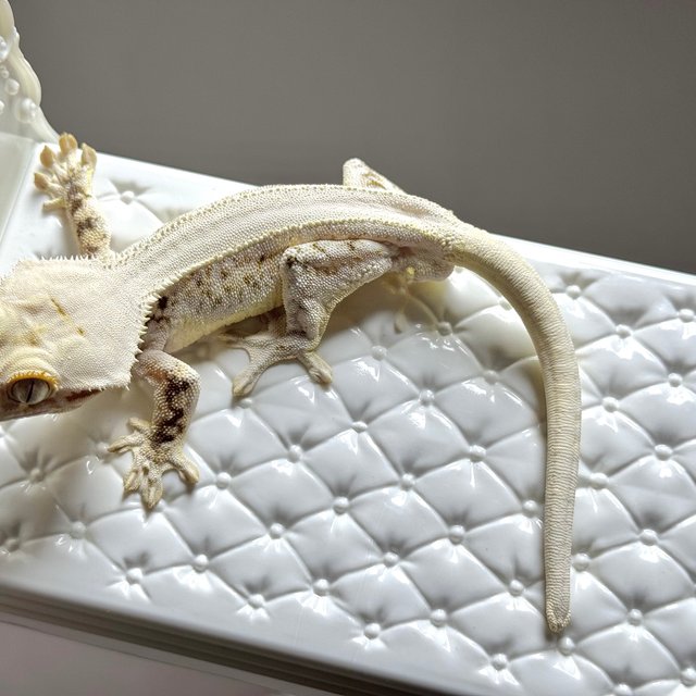 솔리드백 릴리화이트