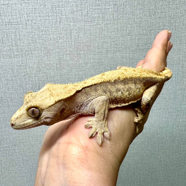 트라이 익스트림할리퀸 솔리드백