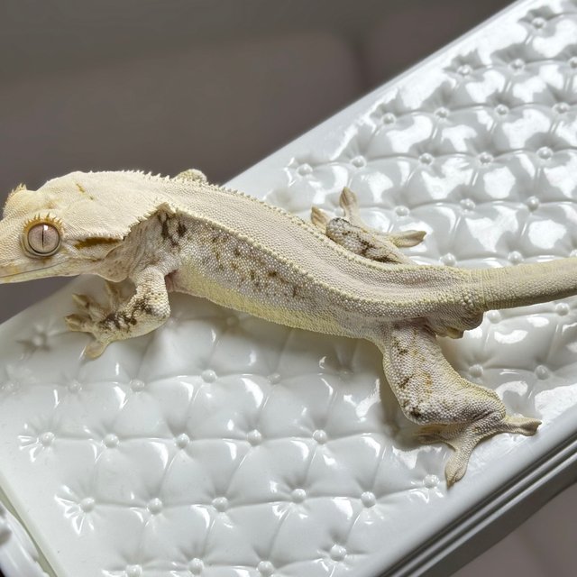 솔리드백 릴리화이트