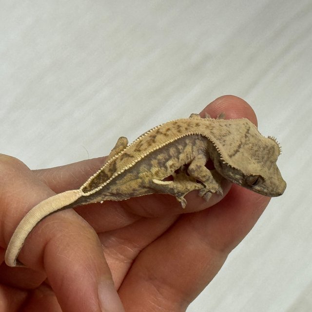 노멀 쿼드 풀핀