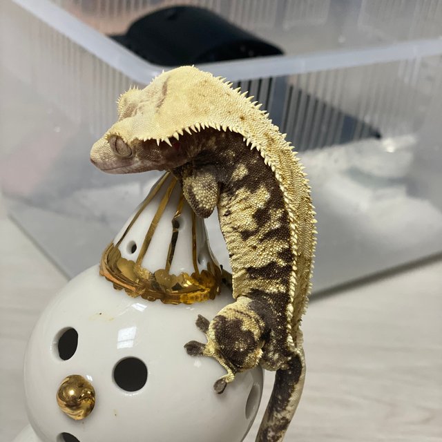 노멀 트라이 익스트림할리퀸