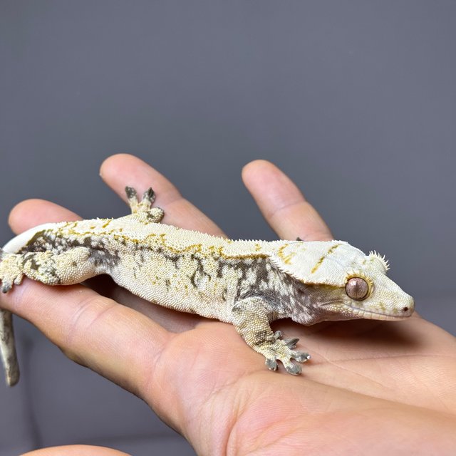 노멀 화이트 드리피