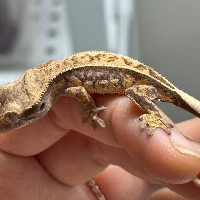 노멀 쿼드 풀핀