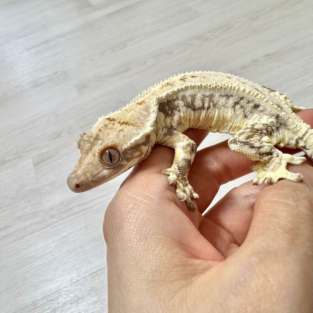 릴리화이트 트라이