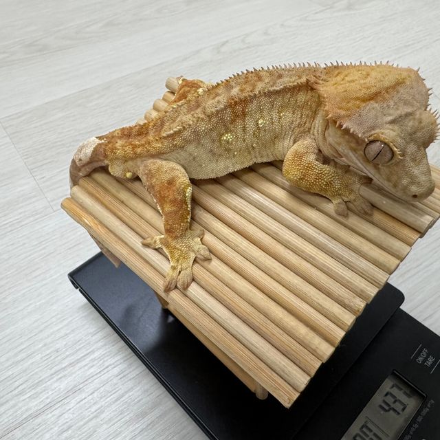 노멀 스트로베리