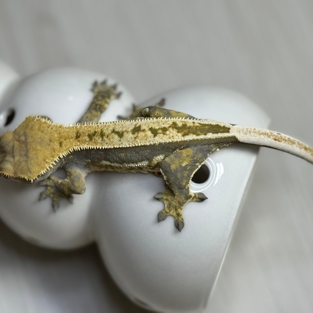 노멀 쿼드 풀핀