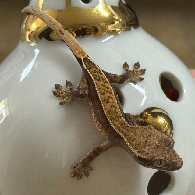 노멀 핀스트라이프 풀핀