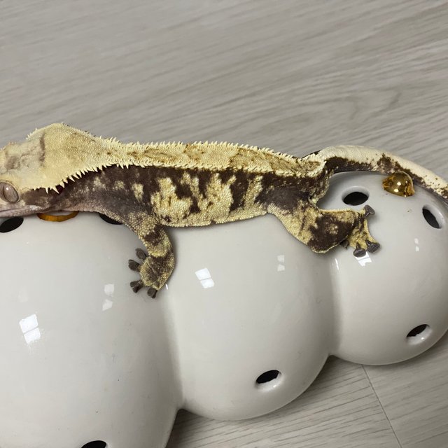 노멀 트라이 익스트림할리퀸