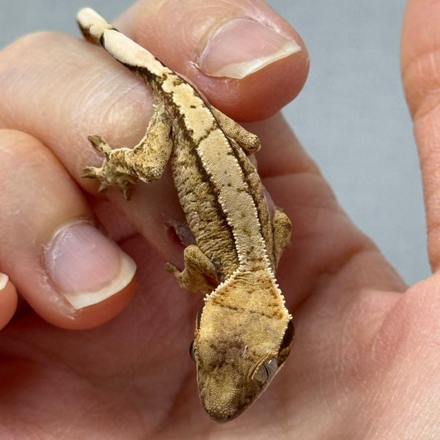 노멀 화이트 드리피