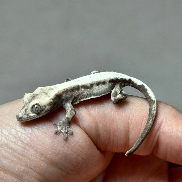 슈퍼세이블 릴리