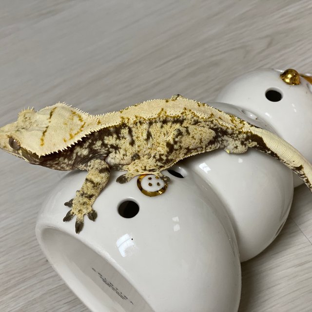 노멀 드리피 화이트