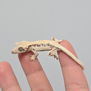 리브×옐로