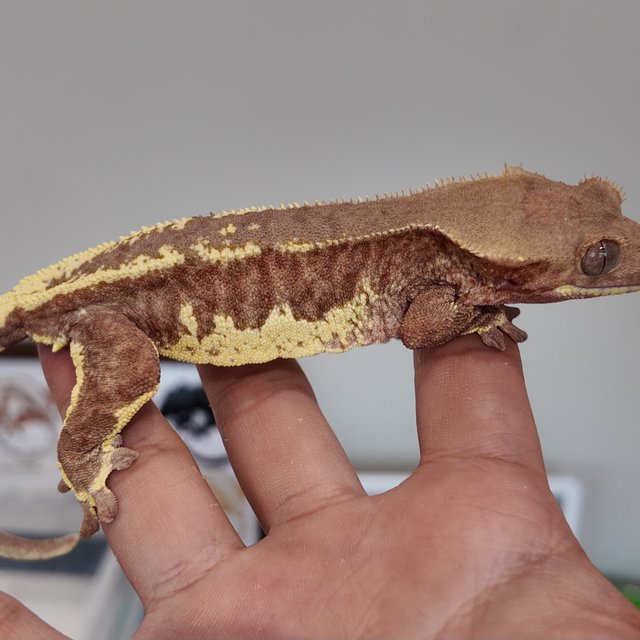 프라푸치노 팬텀 레드