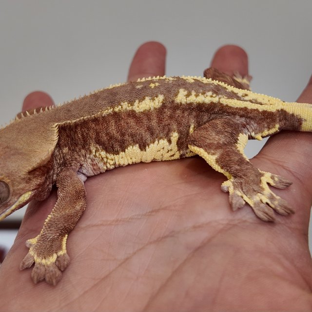 프라푸치노 팬텀 레드