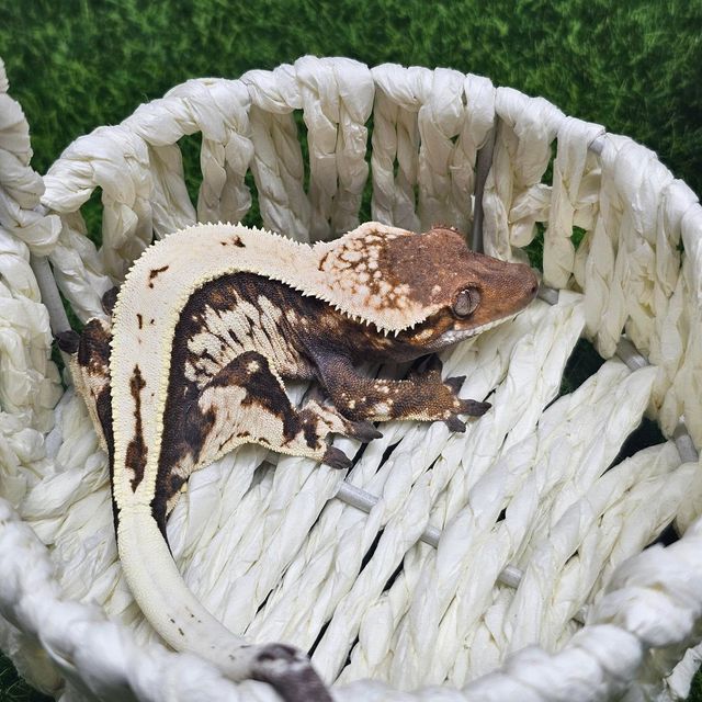 세이블