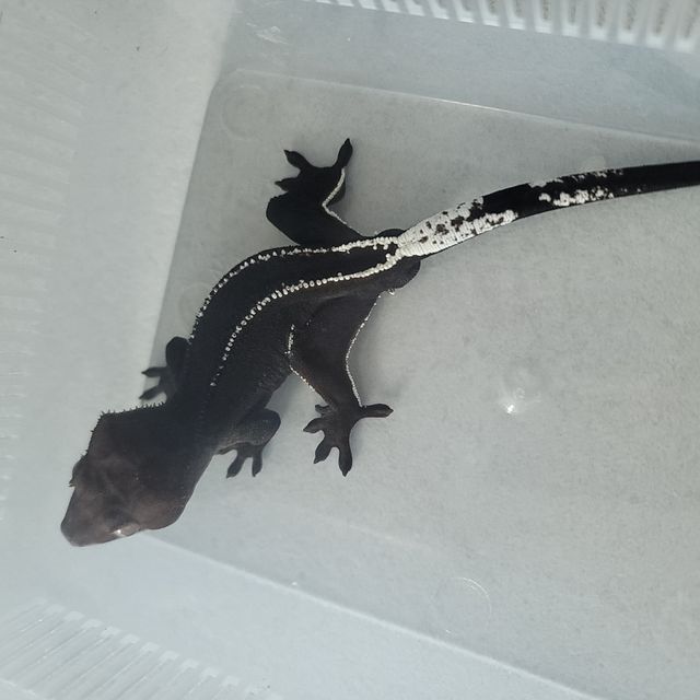 아잔틱
