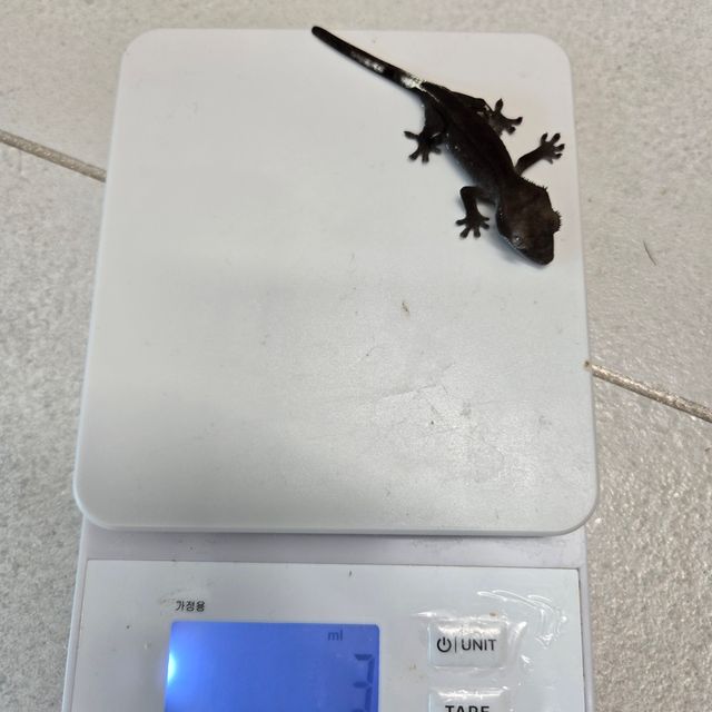 아잔틱